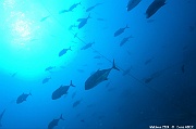 Caranx ignobilis Carangue a grosse tete-Maldives Humale corner-18m-20240422-da-DSC_5708_tn